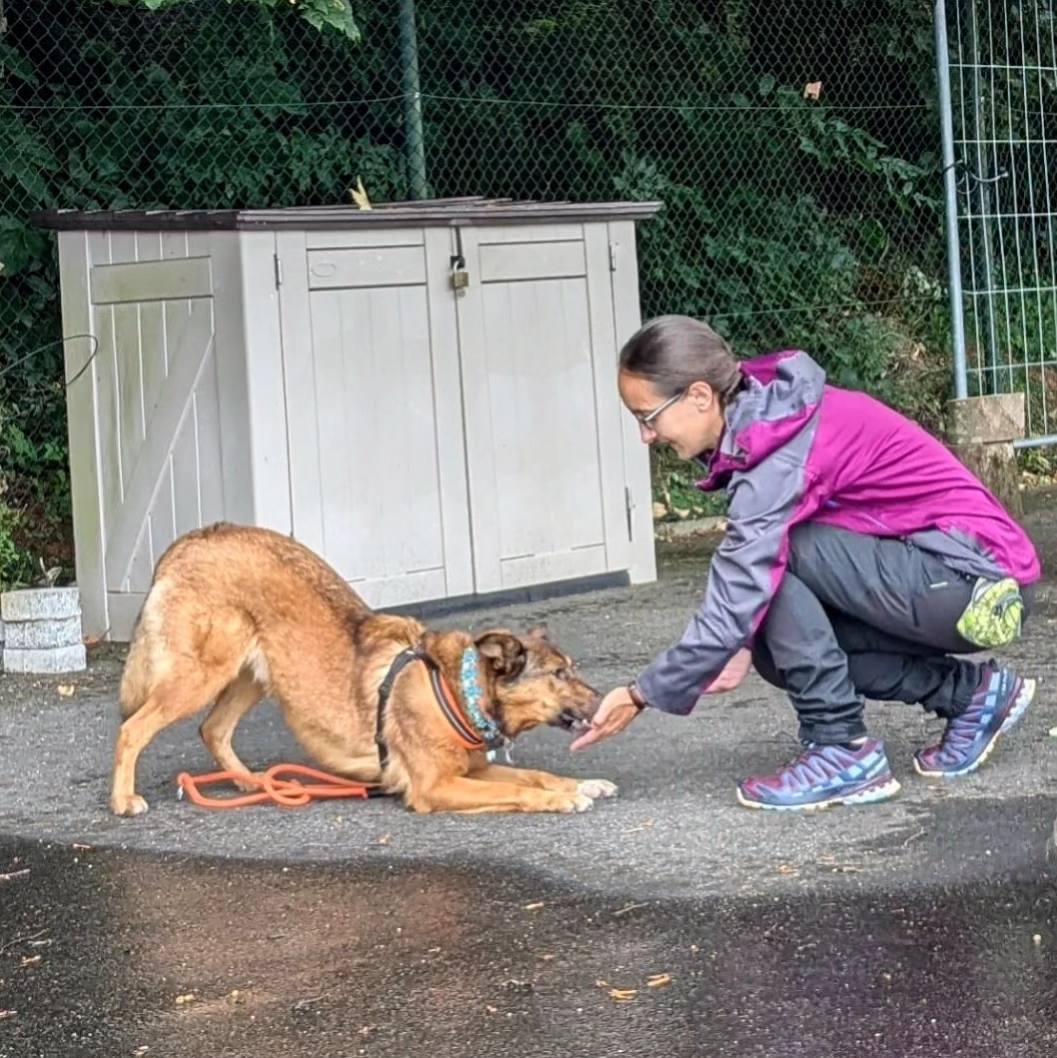 Hund beim Training
