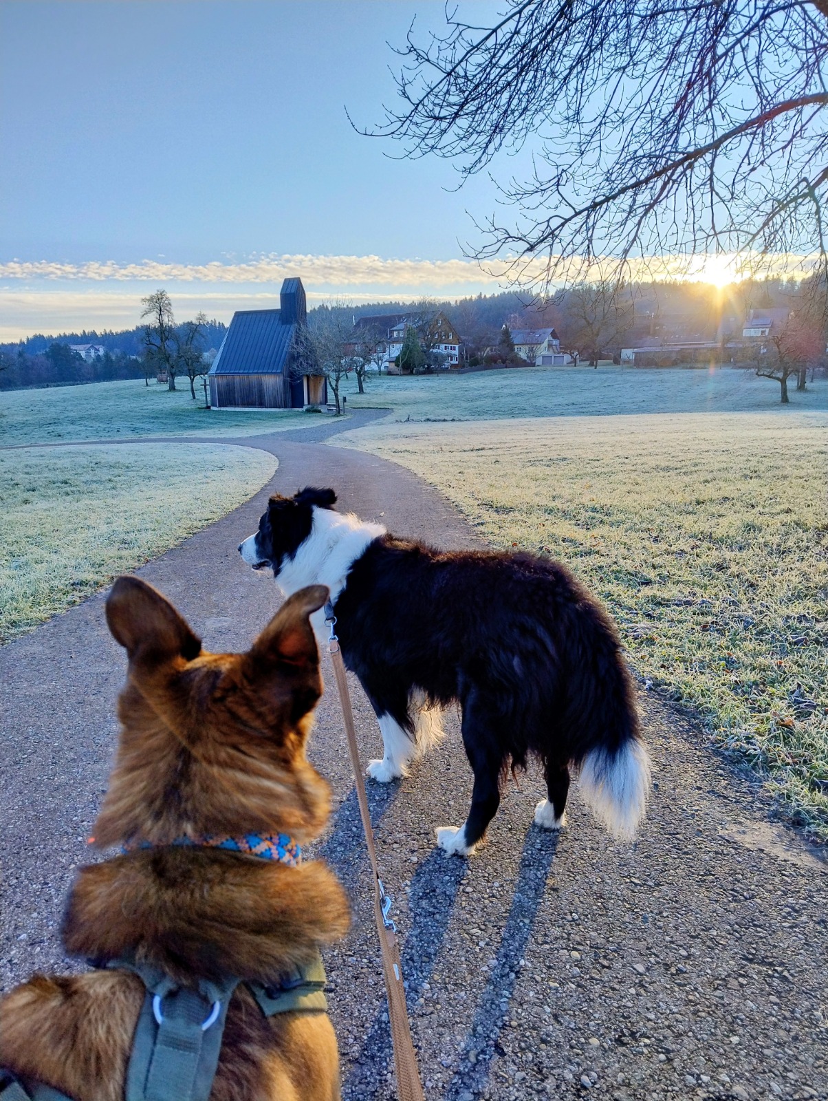 Morgenspaziergang im Frost